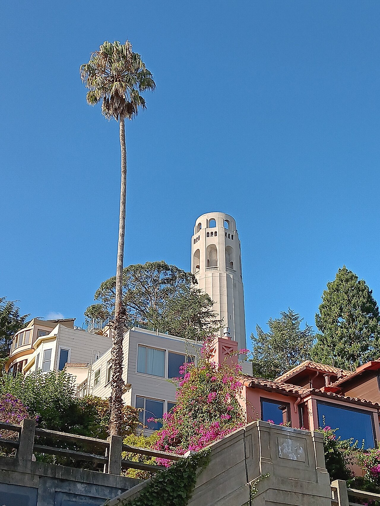 Coit Tower above the houses and a tall palm on the climb up Telegraph Hill