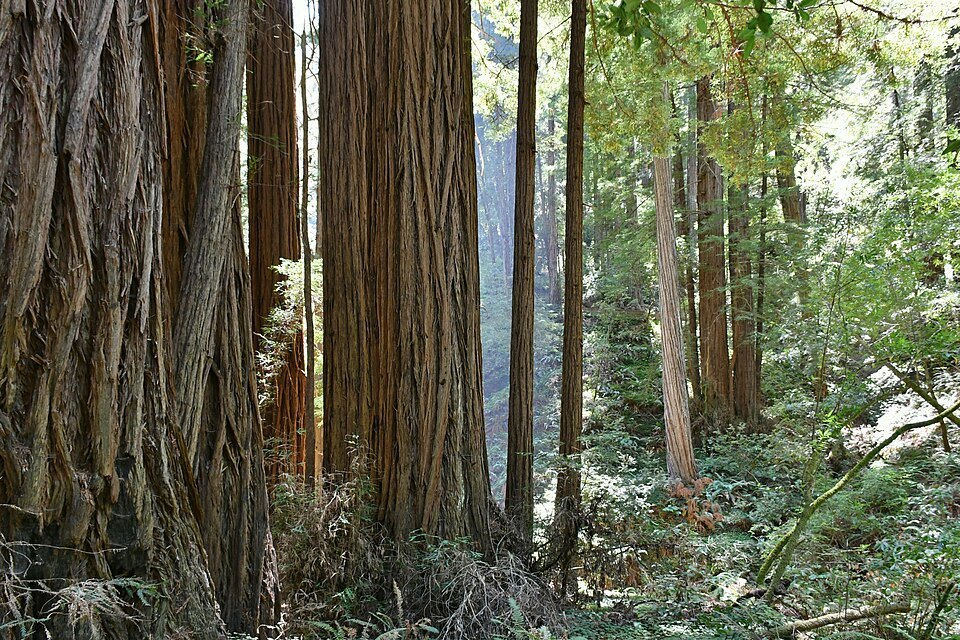 The trunks of old-growth coast redwoods in Muir Woods