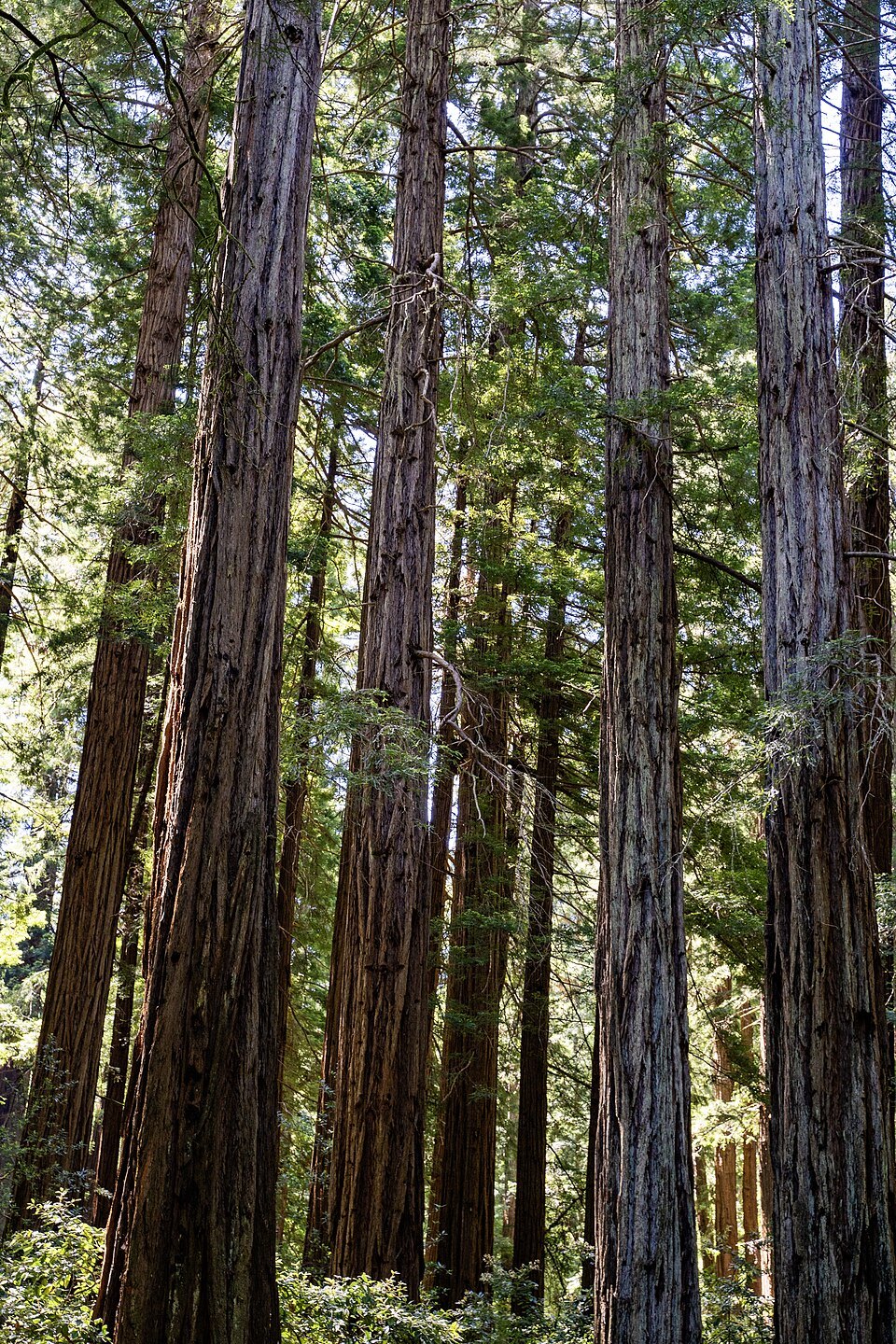 Tall redwood trunks rising from the floor of Muir Woods