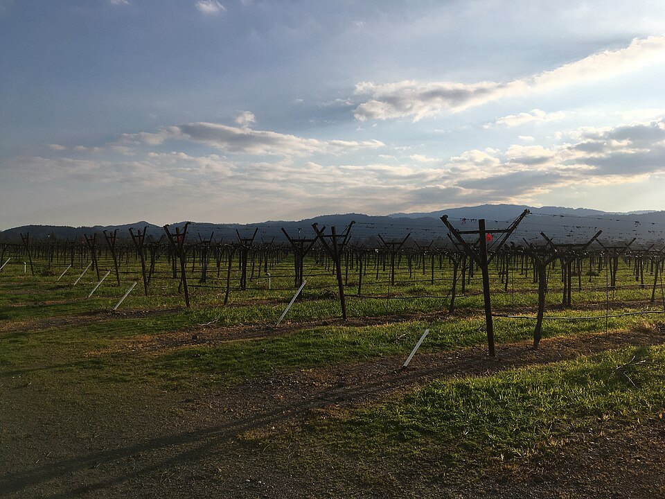 Rows of vines in the Napa Valley in the late afternoon light