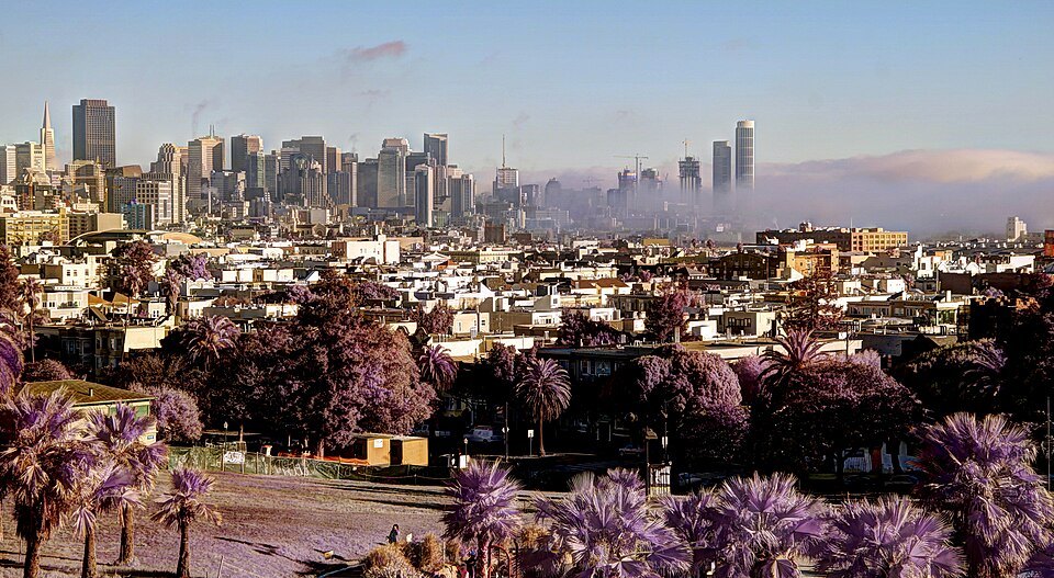 Fog creeping over the skyline behind rows of rooftops and palm trees