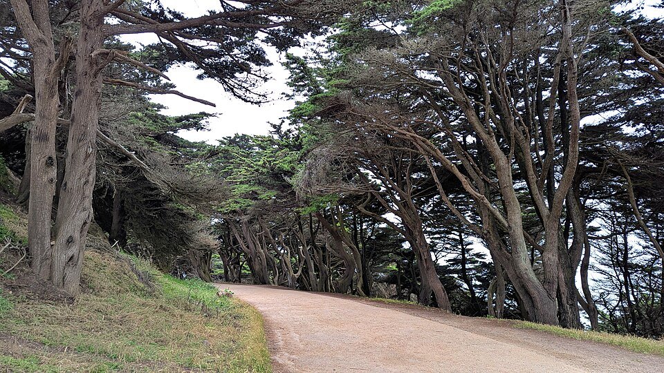 The Coastal Trail curving under wind-bent cypress trees