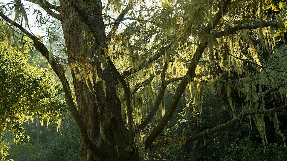 Moss-hung trees in Golden Gate Park