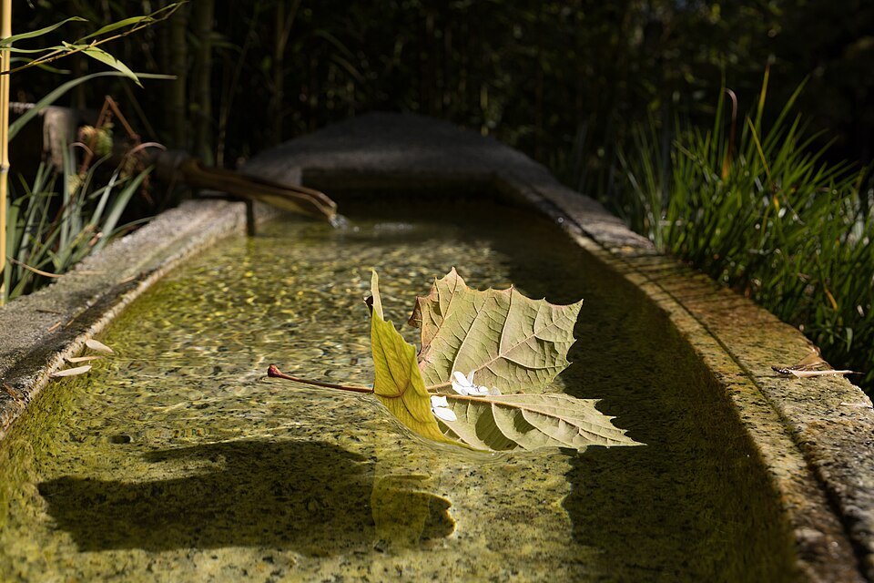 A fallen maple leaf in a stone basin in the Japanese Tea Garden