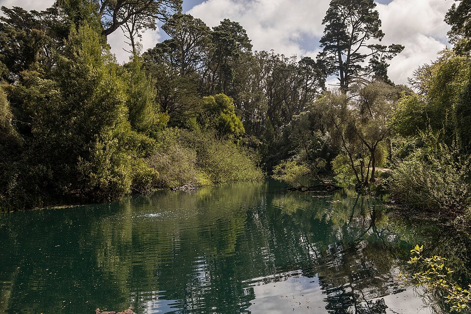 Lily Pond, still water under tall trees in Golden Gate Park