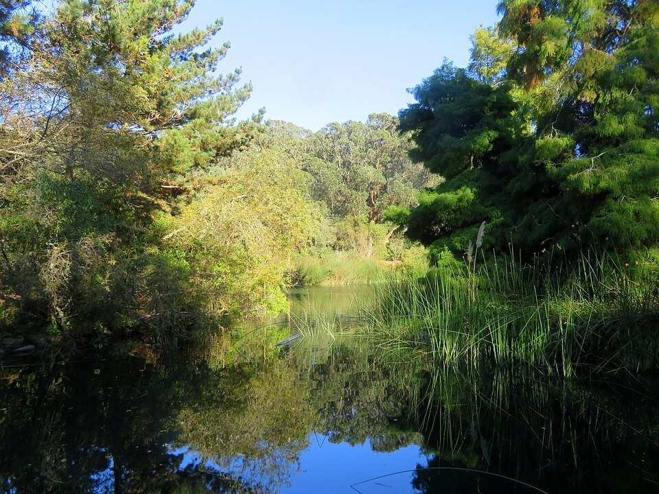 North Lake in Golden Gate Park, reeds along its edge