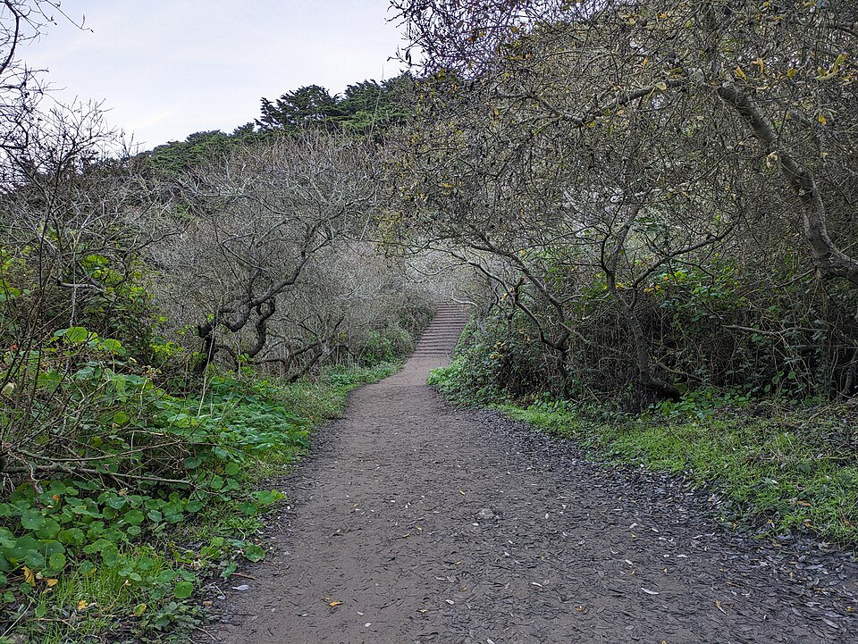A dirt trail through the scrub and trees at Lands End