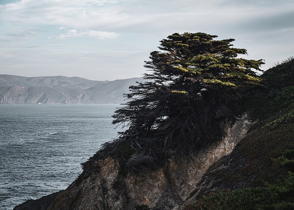 A lone cypress on the cliff edge at Lands End, the Marin headlands across the strait
