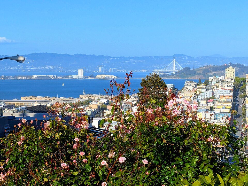 Roses at the top of Lombard Street, the bay and the Bay Bridge beyond
