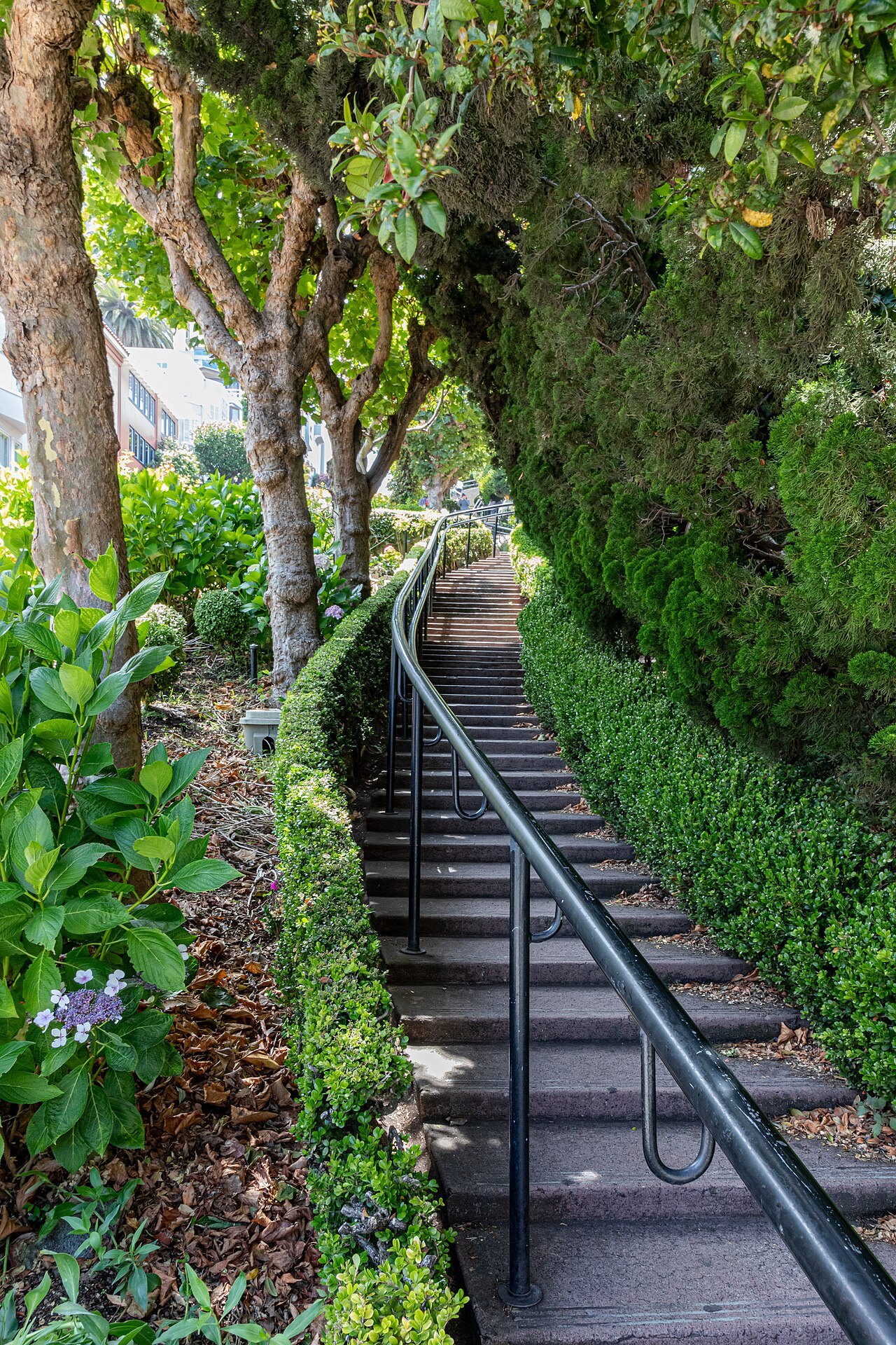 A stairway beside Lombard Street's crooked block, shaded by hedges