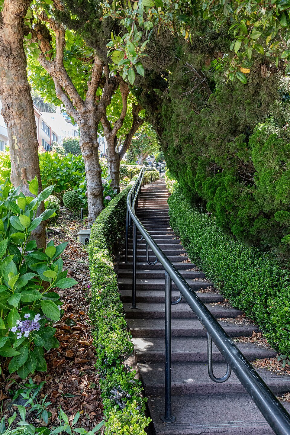 A stairway beside Lombard Street's crooked block, shaded by hedges
